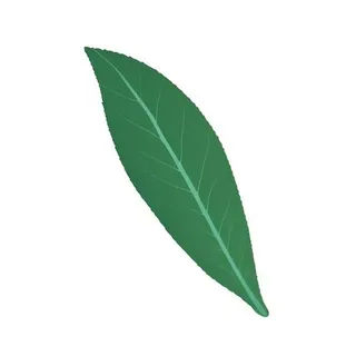 一片树叶png免抠