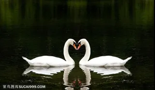 两只颈部拼成心形的高清天鹅素材