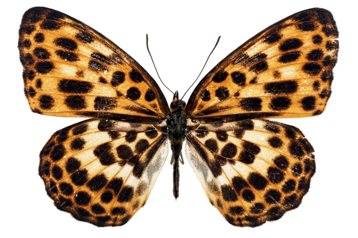 蝴蝶 彩蝶 花蝴蝶 动物 昆虫 免抠 (44)