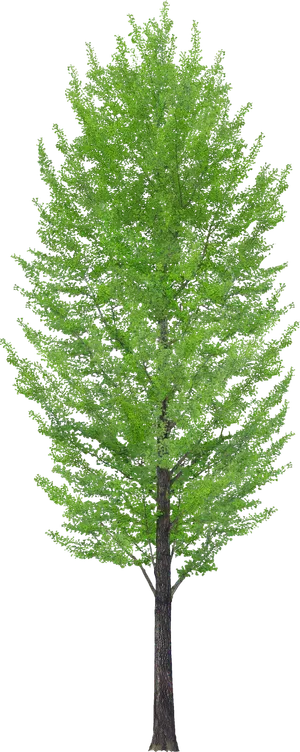 高清树木素材 免抠PSD植物素材 美术绘画园林贴图 树草灌木花草 高清树木素材 免抠PSD植物素材 美术绘画园林贴图 树草灌木花草