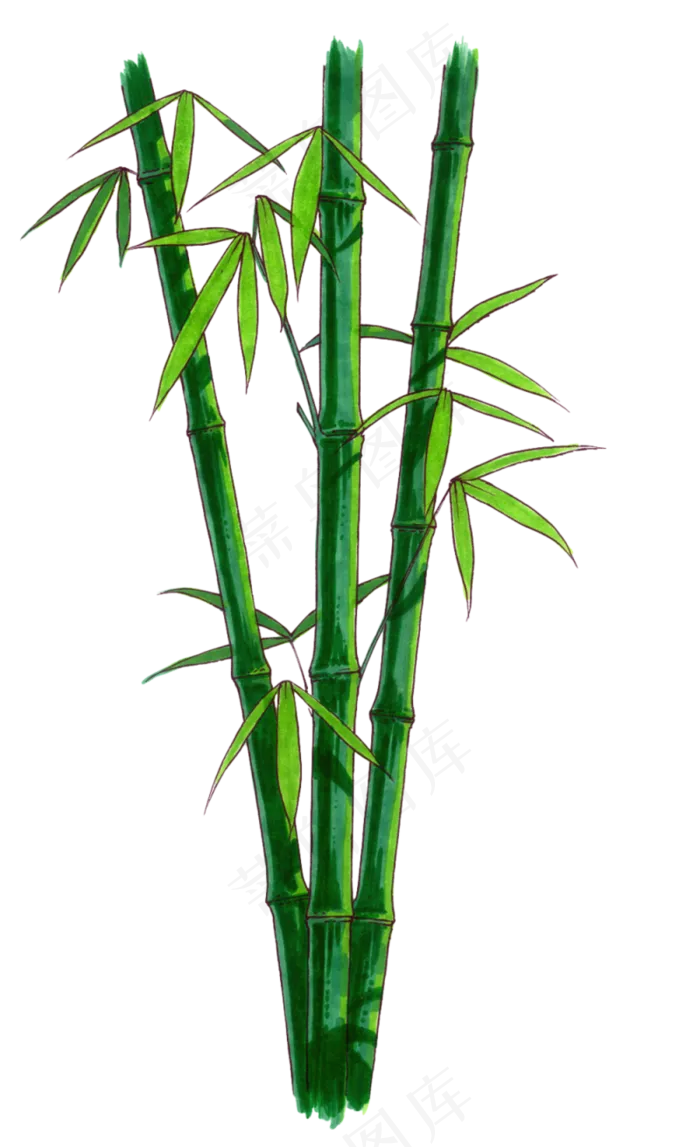 PNG 绿色竹子 