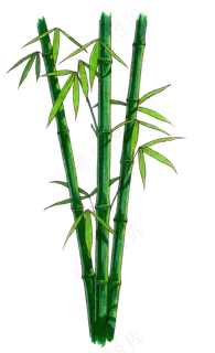 PNG 绿色竹子 