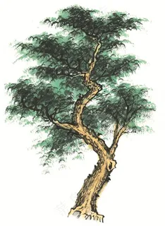 树木文化艺术图片素材 树木文化艺术图片素材
