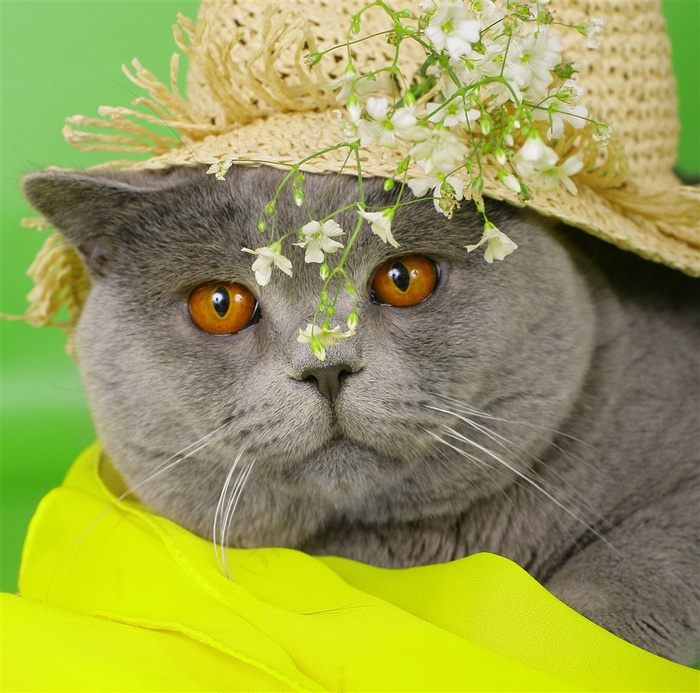 帽子里的猫咪图片