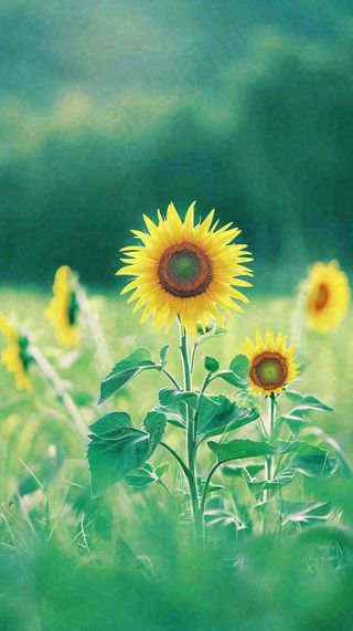 阳光下向日葵特写夏至夏天摄影图