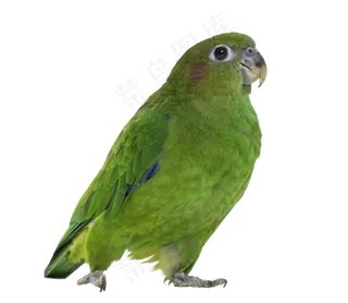 鹦鹉鸟元素