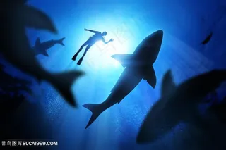 在海底潜水的人高清图片海洋动物