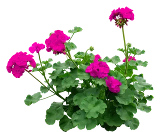 高清树木素材 免抠PSD植物素材 美术绘画园林贴图 树草灌木花草