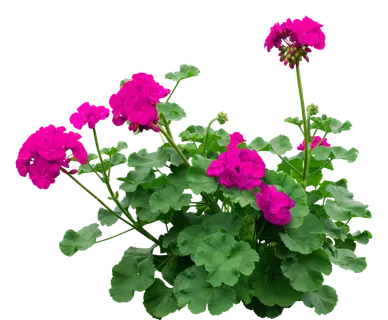高清树木素材 免抠PSD植物素材 美术绘画园林贴图 树草灌木花草 高清树木素材 免抠PSD植物素材 美术绘画园林贴图 树草灌木花草