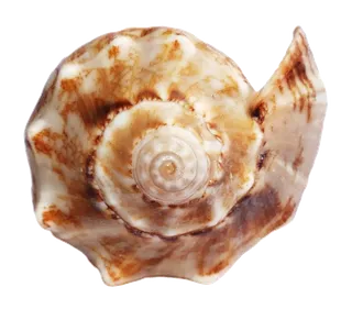 海螺贝壳圆形