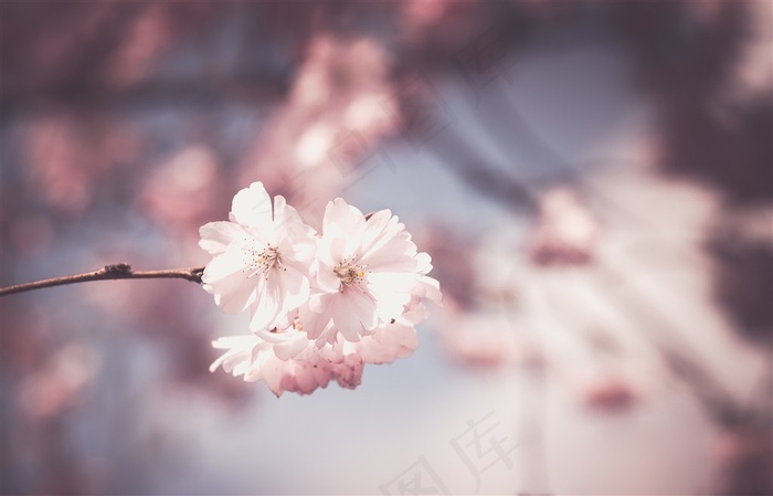 粉红色樱花图片素材