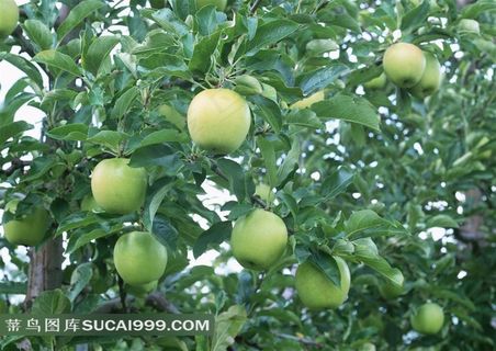 苹果树图片设计素材