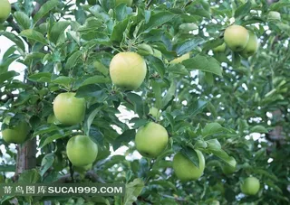 苹果树图片设计素材