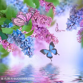 水面上的丁香花 水面上的丁香花
