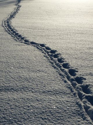 雪地脚印图片