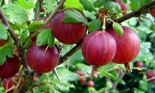 红醋栗自然 绿色 红醋栗自然 绿色