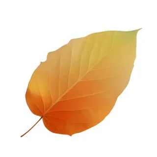 叶子树叶免抠