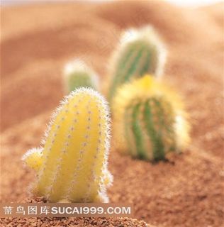 唯美仙人掌素材图片
