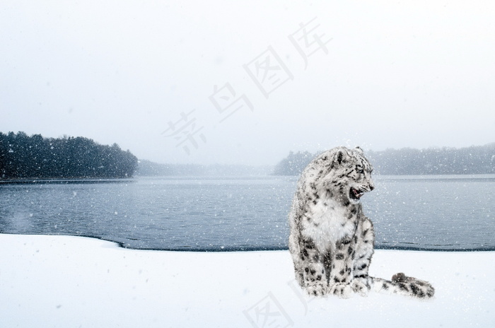 雪地雪豹图片