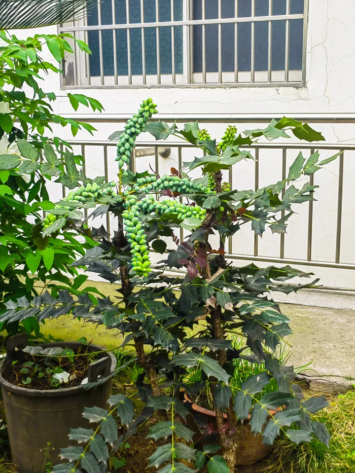 阔叶十大功劳