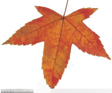 枫叶 枫叶