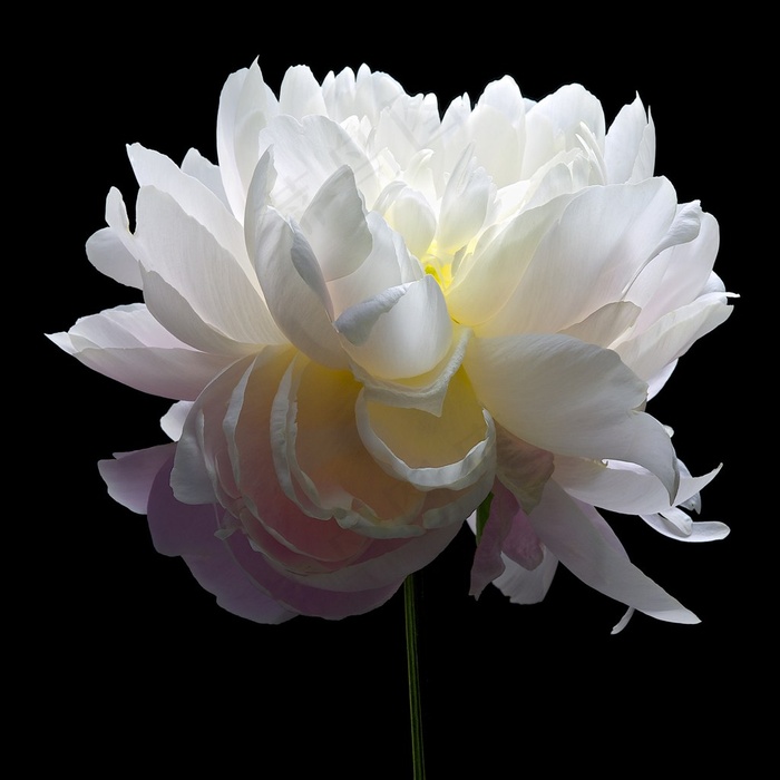 唯美白色花朵鲜花图片