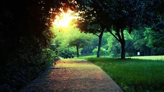 绿树道路树林风景图片