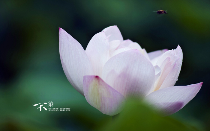 电脑壁纸、风景壁纸、特色风景、高清壁纸、桌面壁纸_290