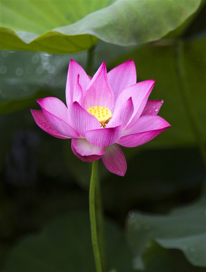 唯美荷花高清特写鲜花图片