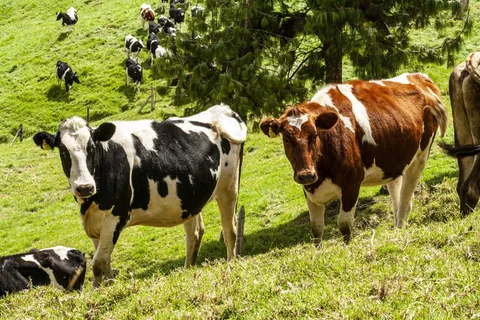 白斑奶牛放牧图片