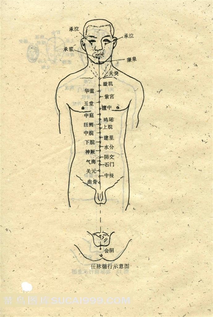 任脉循行示意图