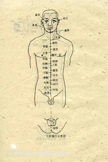 任脉循行示意图