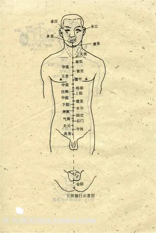 任脉循行示意图