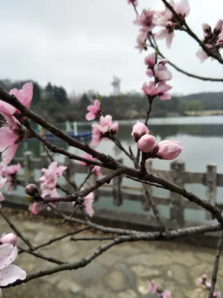 桃花依旧笑春风