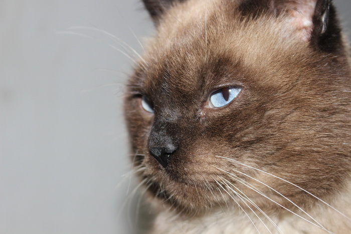 泰国暹罗猫图片