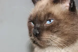 泰国暹罗猫图片