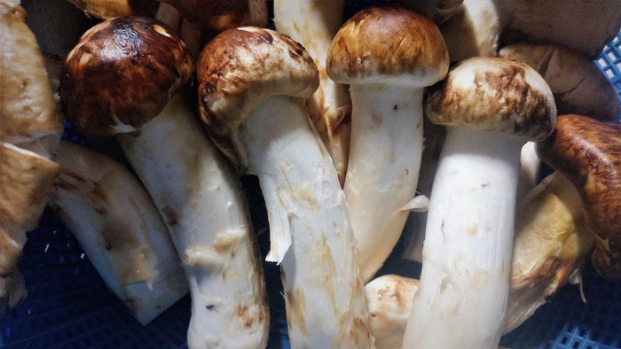 食用杏鲍菇图片