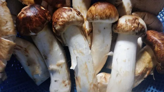 食用杏鲍菇图片 食用杏鲍菇图片