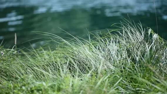 水, 草, 绿色, 河岸, 夏天, 自然, 沉默的默, 景观