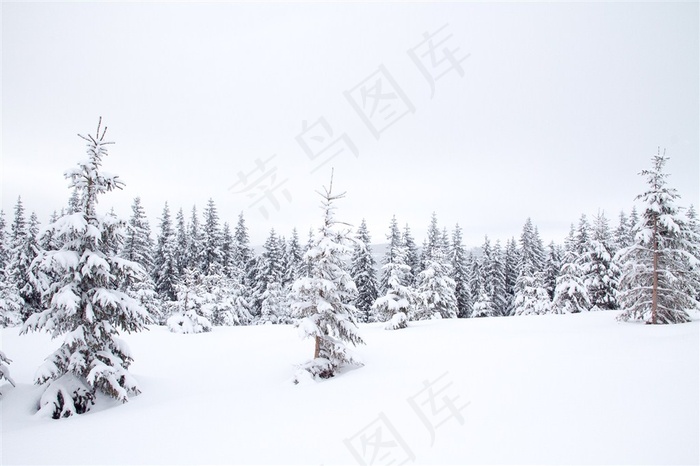 一排排被雪压着的树木