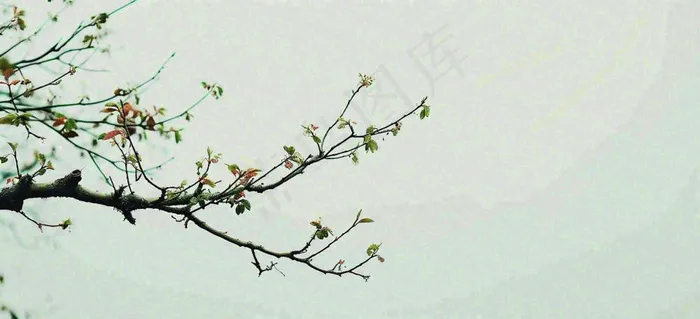 春天枝叶萌芽发芽绿叶，简约清新立春摄影图(1616x736)