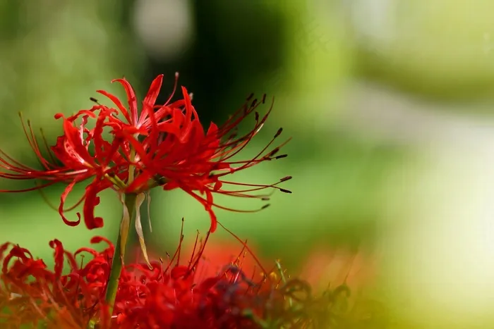 红色彼岸花唯美图片