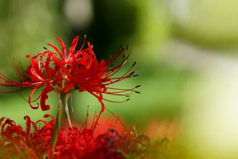 红色彼岸花唯美图片 红色彼岸花唯美图片