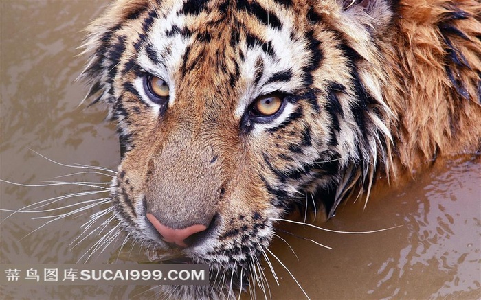 水中的孟加拉虎