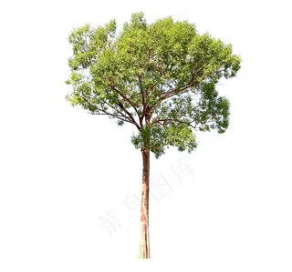 大树树木种类设计素材图片