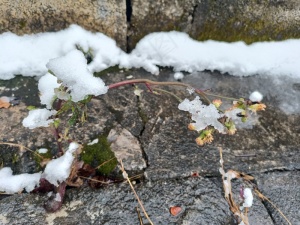 冬雪覆盖下的植物