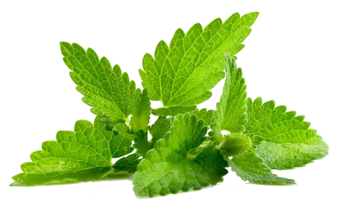 素材薄荷叶