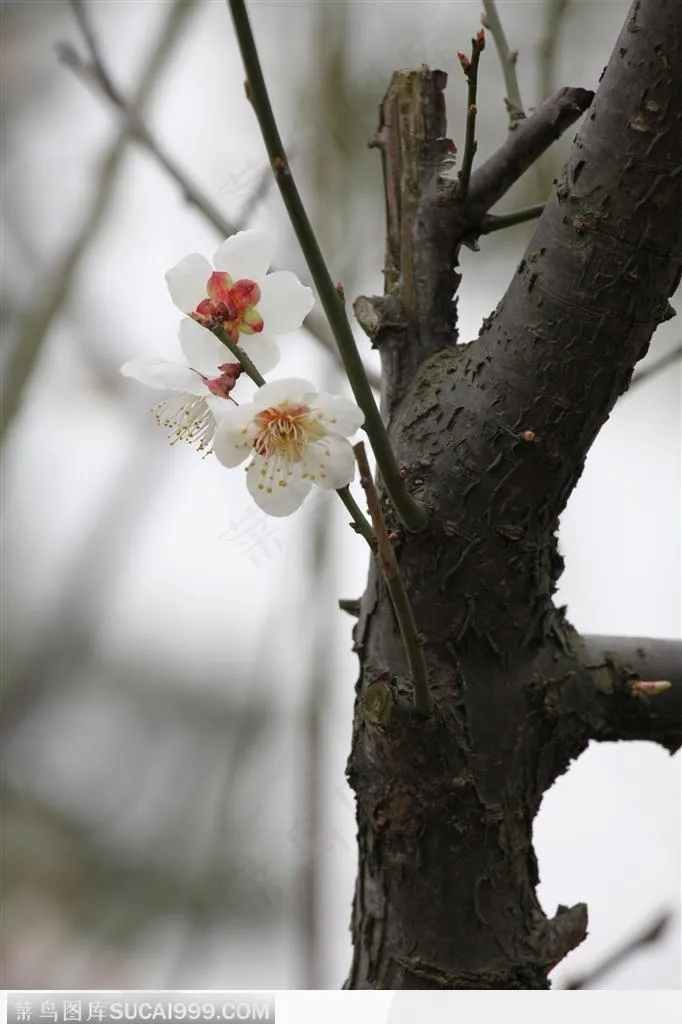 梅花情缘-盛开的白色小梅花