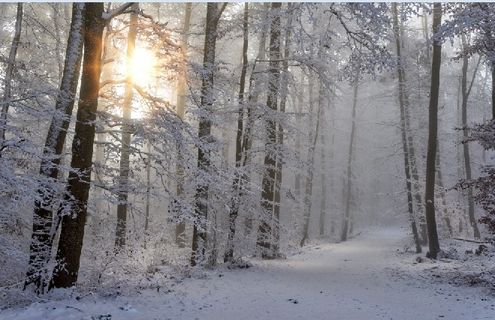 冬天雪花背景风景