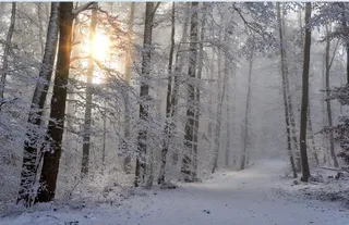 冬天雪花背景风景